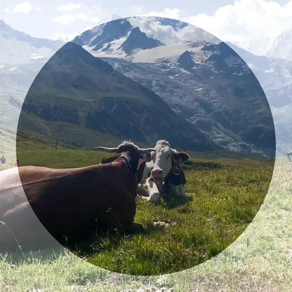 Lunettes de soleil Vuarnet Edge Regular Ecaille Pure Grey